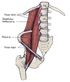 psoas